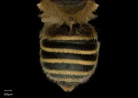   Megachile vestis  female abdomen, photo: Shaun Heller 

